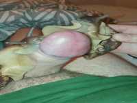 Snail zoo xxx sucking a cock